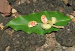 Michelia champaca   - Fruits and leaf