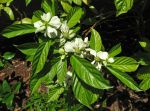 Morinda latibracteata   - Flowering branch
