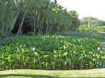 Beautiful Plants of the NTBG
