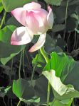 Beautiful Plants of the NTBG
