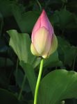 Nelumbo nucifera   - Flower in bud