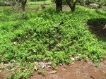 Plumbago zeylanica   - Habit