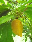Pouteria campechiana   - Branches with flowers and fruit