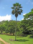 Pritchardia pacifica   - Habit