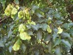 Pterocarpus indicus   - Fruiting branch