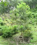 Tabebuia serratifolia   - Habit with flowers