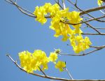Tabebuia serratifolia   - Flowering branch