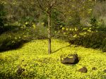 Tabebuia serratifolia   - Tree with fallen flowers carpeting ground