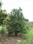Sapindus oahuensis   - Habit