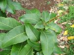 Sapindus oahuensis   - Branch with flower buds