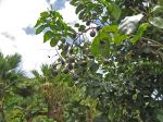 Sapindus oahuensis   - Fruiting branch