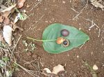 Sapindus oahuensis   - Ripe fruits, one opened to show seed
