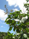 Sapindus oahuensis   - Branch with flowers