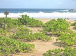Scaevola taccada   - Habit, beach at Lawai-Kai