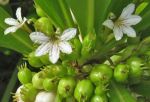 Scaevola taccada   - Flowers and fruits