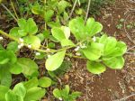 Scaevola taccada   - Branches with flowers and fruits