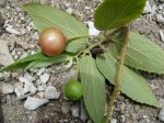 Muntingia calabura   - Fruiting branch