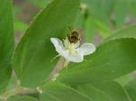 Muntingia calabura   - Flower with bee