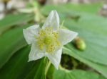 Muntingia calabura   - Flower