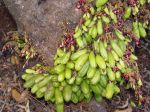 Averrhoa bilimbi   - Flowers and fruits on base of trunk