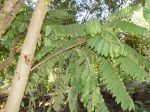 Averrhoa bilimbi   - Branches with leaves and trunk
