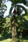 Bactris gasipaes   - Habit, fruiting clump