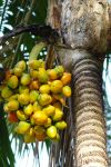 Bactris gasipaes   - Fruit cluster, nearly ripe
