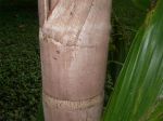 Bactris gasipaes   - Trunk of spineless cultivar used for palm heart production