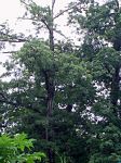 Ceiba pentandra   - Ceiba pentandra