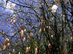 Ceiba pentandra   - Ceiba pentandra
