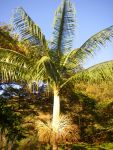 Clinostigma savoryanum   - Tree