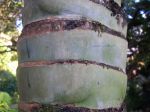 Clinostigma savoryanum   - Trunk
