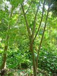 Commersonia bartramia   - Tree