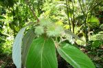 Commersonia bartramia   - Flower