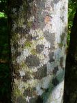 Commersonia bartramia   - Trunk