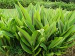 Beautiful Plants of the NTBG