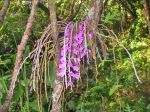 Dendrobium anosmum   - Flowering Stem