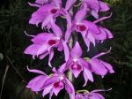 Dendrobium anosmum   - Flower Detail