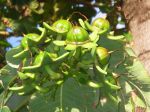 Duabanga grandiflora   - fruit