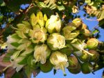 Duabanga grandiflora   - Flower