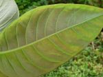Beautiful Plants of the NTBG
