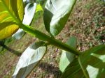 Duabanga grandiflora   - Stem and Leaves