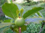 Gardenia oudiepe   - fruit