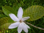 Gardenia oudiepe   - Flowering Stem