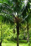 Heterospathe elata   - Tree