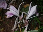 Kaempferia rotunda   - Flowering Stem Detail