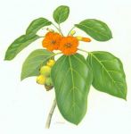 Cordia subcordata   - color pencil drawing of kou by Mel Gabel
