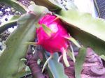 Hylocereus undatus   - Fruit