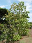 Kokia kauaiensis   - Habit, flowering plant