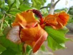 Kokia kauaiensis   - Flower